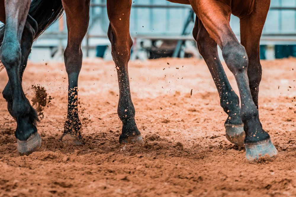 Wild,Horses,Galopping,Wildly,In,A,Rodeo,Show.,Details,And