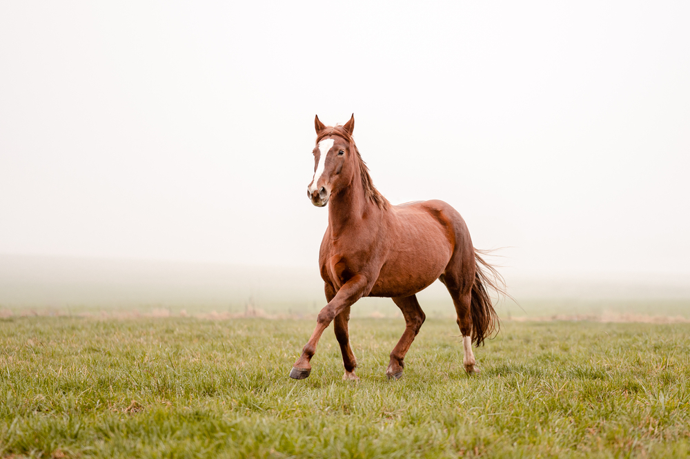 Beautiful,Amazing,Chestnut,Brown,Mare,Running,On,A,Cloudy,Foggy