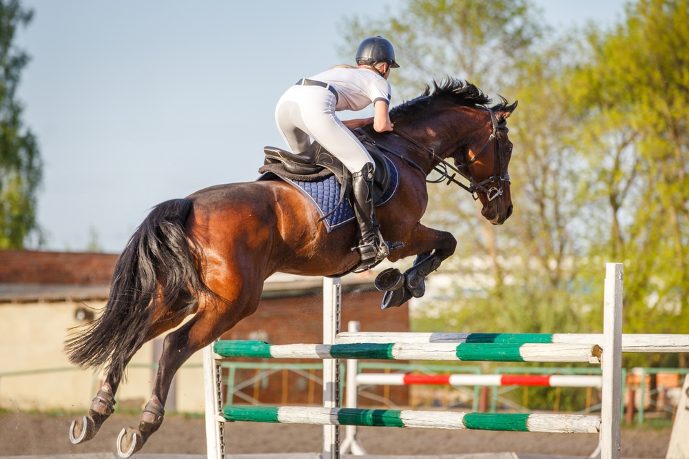 Young,Horseriding,Woman,Jumping,Over,The,Obstacle,On,Her,Showjumping