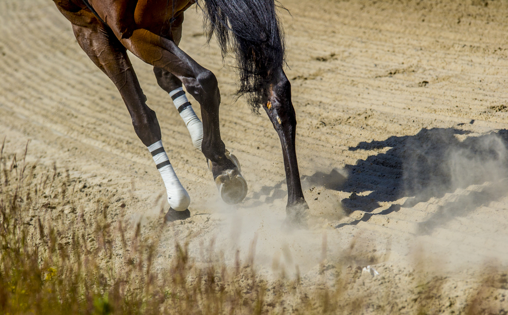 Thoroughbred,Trotting,Through,The,Dirt,At,The,Race,Track.