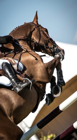 Horse,Jumping,,Equestrian,Sports,,Show,Jumping,Themed,Photo.