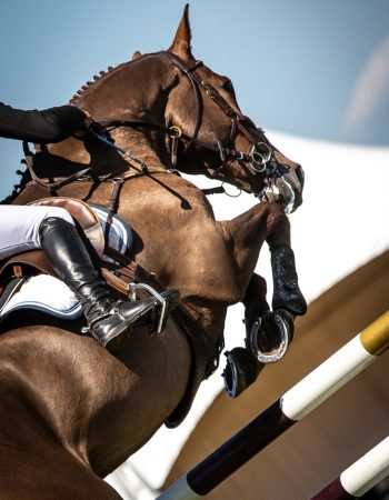 Horse,Jumping,,Equestrian,Sports,,Show,Jumping,Themed,Photo.