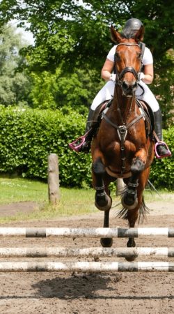 A,Horse,Jumping,Over,Obstacle
