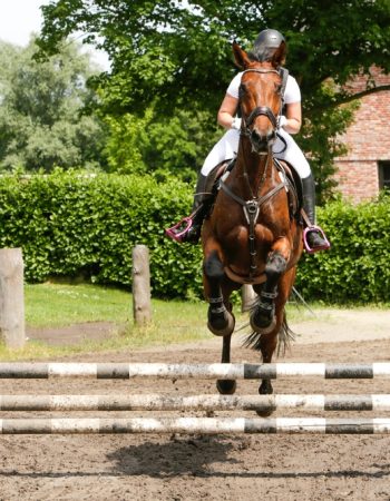 A,Horse,Jumping,Over,Obstacle