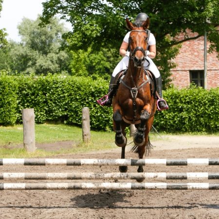 A,Horse,Jumping,Over,Obstacle